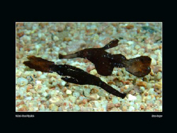 Couple of robust ghost pipefish by Sean Cooper 
